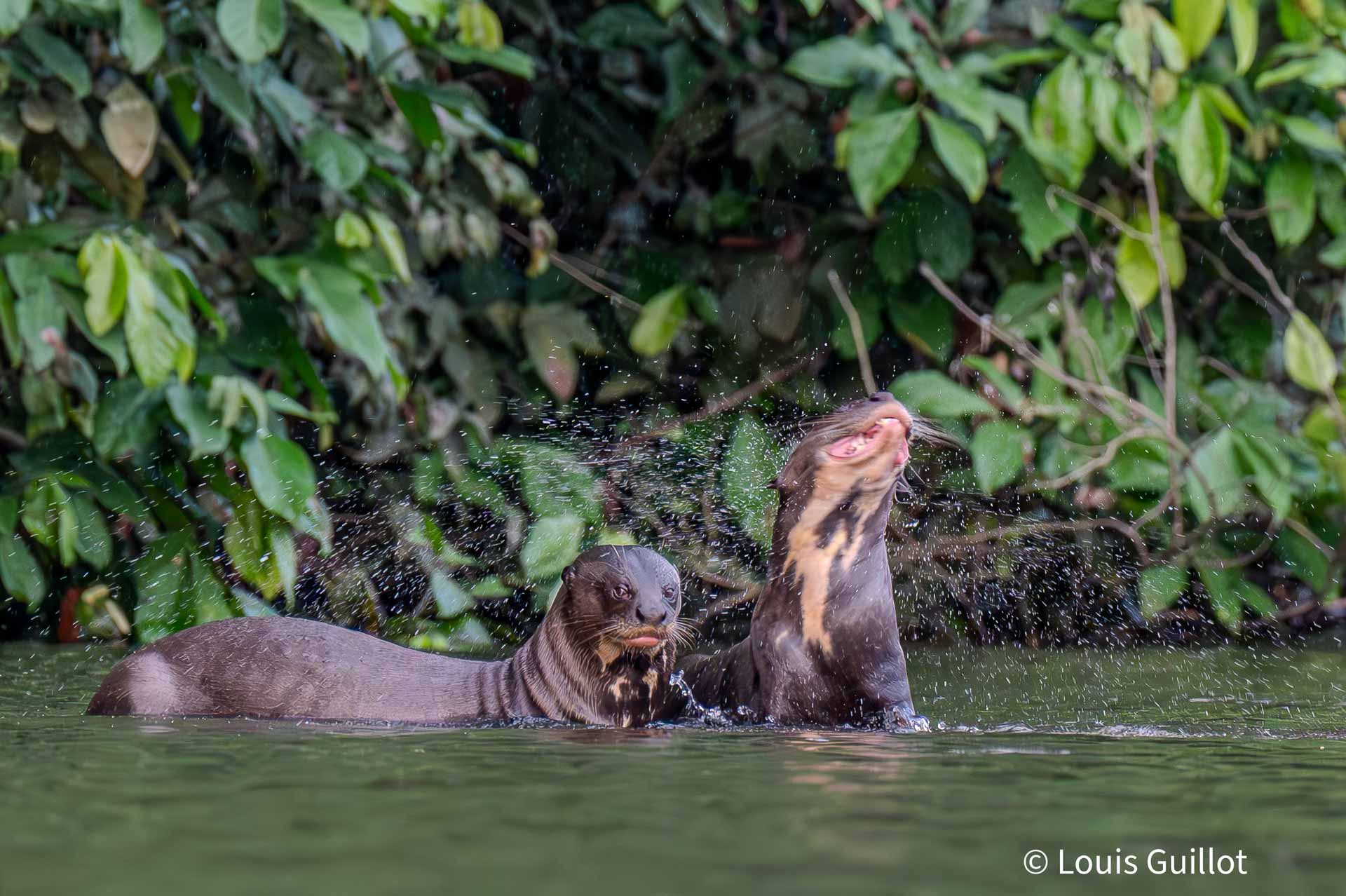 Giant Otters & Experience